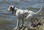 Dalmatian