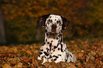 Dalmatian