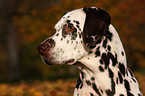 Dalmatian Portrait