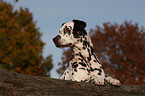 Dalmatian