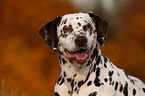 Dalmatian Portrait