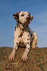 Dalmatian