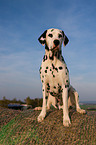 Dalmatian