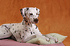 Dalmatian