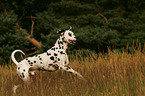 running Dalmatian