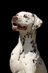 Dalmatian Portrait