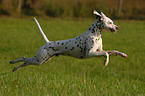 jumping Dalmatian