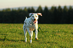 running Dalmatian