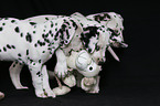 Dalmatian Puppies