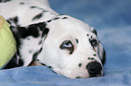 Dalmatian Puppy