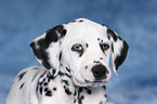 Dalmatian Puppy