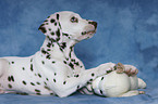 Dalmatian Puppy