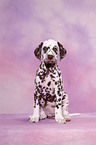 Dalmatian Puppy