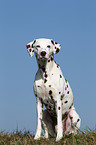 sitting Dalmatian