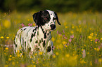 Dalmatian portrait