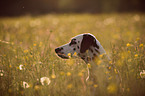 Dalmatian portrait