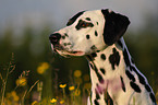 Dalmatian portrait