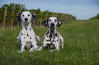 2 Dalmatian