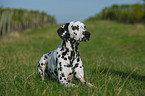 lying Dalmatian