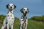 2 Dalmatian