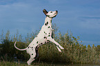 jumping Dalmatian