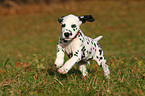 Dalmatian Puppy