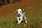 Dalmatian Puppy