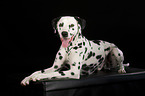 lying Dalmatian