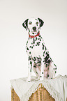 sitting Dalmatian