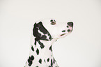 Dalmatian portrait