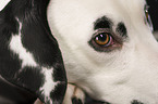 Dalmatian eye