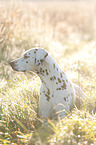 lying Dalmatian