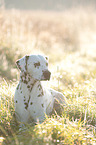 lying Dalmatian