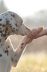 Dalmatian gives paw