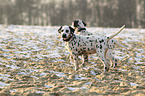 Dalmatian Puppies