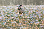 Dalmatian Puppy