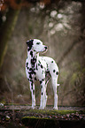 standing Dalmatian