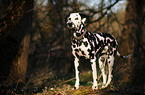 standing Dalmatian