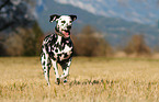 running Dalmatian