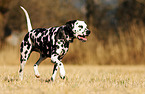 walking Dalmatian