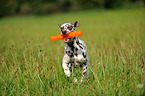 playing Dalmatian