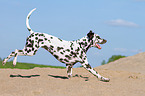 running Dalmatian