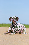 lying Dalmatian