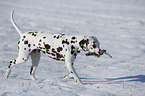 Dalmatian in winter