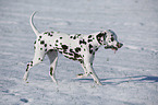 Dalmatian in winter