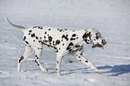 Dalmatian in winter