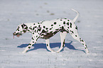 Dalmatian in winter