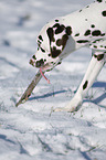 Dalmatian in winter