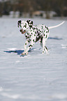 Dalmatian in winter