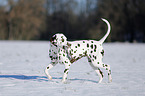 Dalmatian in winter